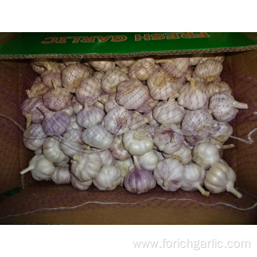 Regular White Garlic Fresh New Crop 2019